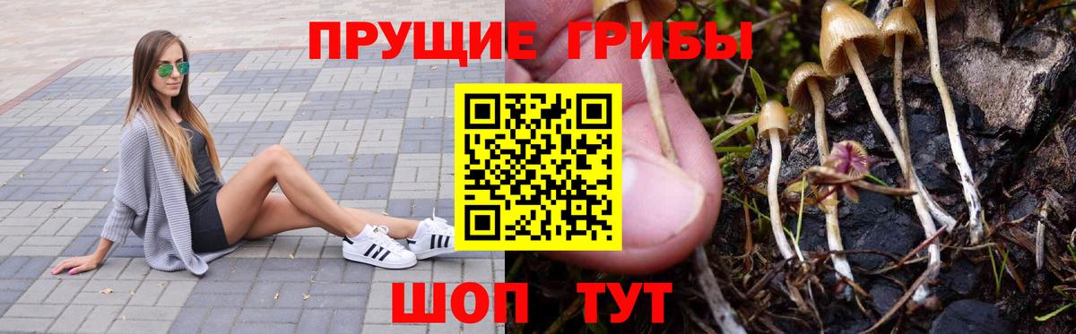 Кировск  Псилоцибиновые грибы Cubensis  Вход с VPN 